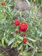 Trifolium incarnatum