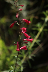 Penstemon roseus