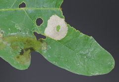 Phyllonorycter basistrigella