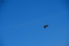 Sula nebouxii excisa