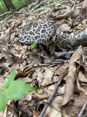Strobilomyces strobilaceus