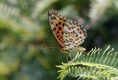 Argynnis hyperbius