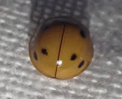 Microcaria mulsanti