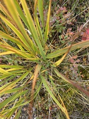 Trisetum spicatum