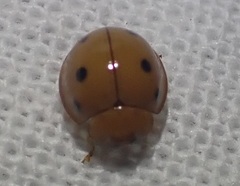 Microcaria mulsanti