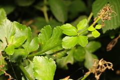 Smyrnium olusatrum