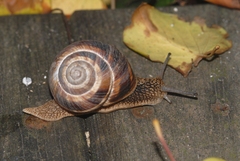 Helix lucorum