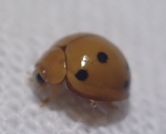 Microcaria mulsanti