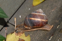 Helix lucorum