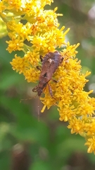 Himacerus mirmicoides