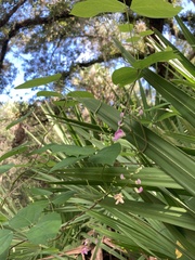 Phaseolus polystachios