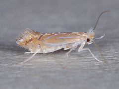 Phyllonorycter basistrigella