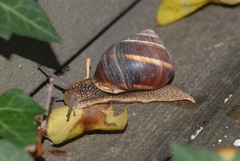 Helix lucorum