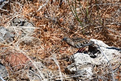 Zenaida galapagoensis