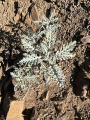 Chaenactis douglasii