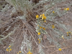 Galatella villosa