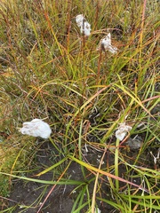 Eriophorum angustifolium