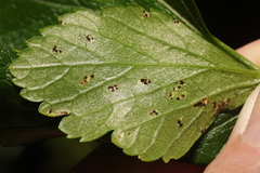 Puccinia smyrnii