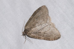 Epirrita christyi