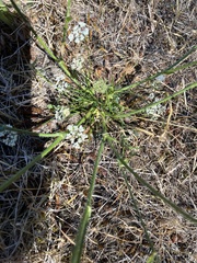 Perideridia gairdneri