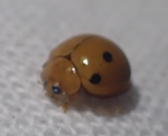 Microcaria mulsanti