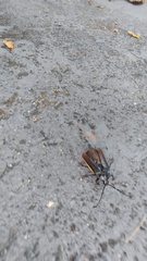 Solenoptera