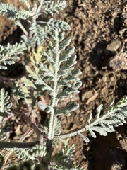 Chaenactis douglasii