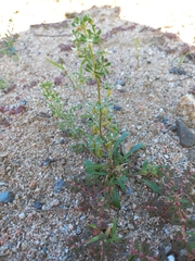 Reseda phyteuma