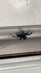 Paraphidippus aurantius