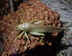Tettigoniidea