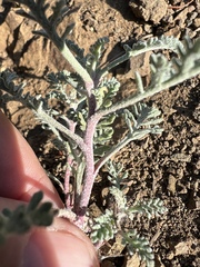 Chaenactis douglasii