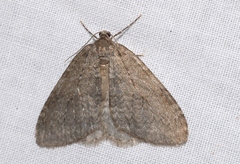 Epirrita christyi