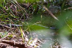 Pseudechis porphyriacus