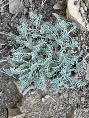 Chaenactis douglasii