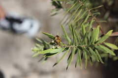 Carpocoris mediterraneus atlanticus