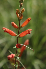 Lamourouxia rhinanthifolia