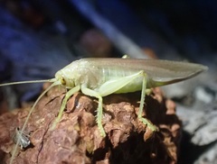 Tettigoniidea