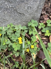 Oxalis dillenii