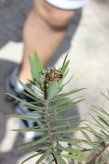 Carpocoris mediterraneus atlanticus