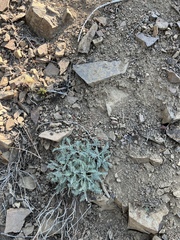 Chaenactis douglasii