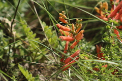 Lamourouxia rhinanthifolia