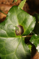 Boeremia hedericola