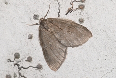 Epirrita christyi