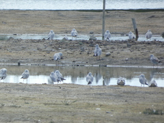 Chroicocephalus ridibundus