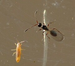Diapriinae