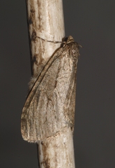 Epirrita christyi