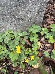 Oxalis dillenii