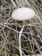 Parasola plicatilis