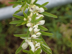 Lespedeza cuneata