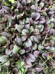 Ajuga reptans